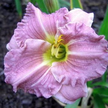 Romantic Rose (Романтік Роуз)